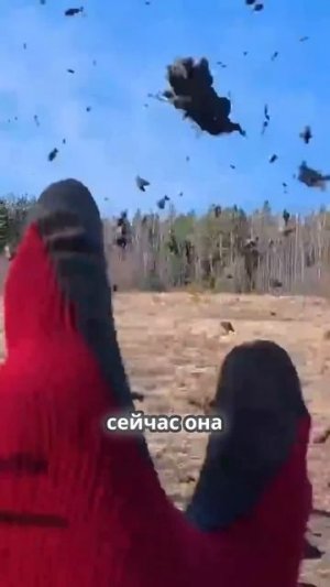 TG: nexpertGM ЭТО НЕ ПЧЕЛЫ ЭТО ГРЯЗЬ! #shorts #независимыйэксперт #георгиймедведев