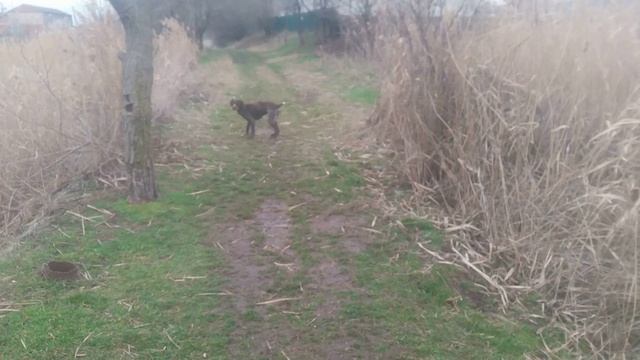 Пёс 1 серия 1-9 сезон «jimmvista»✏️👍👀 👂