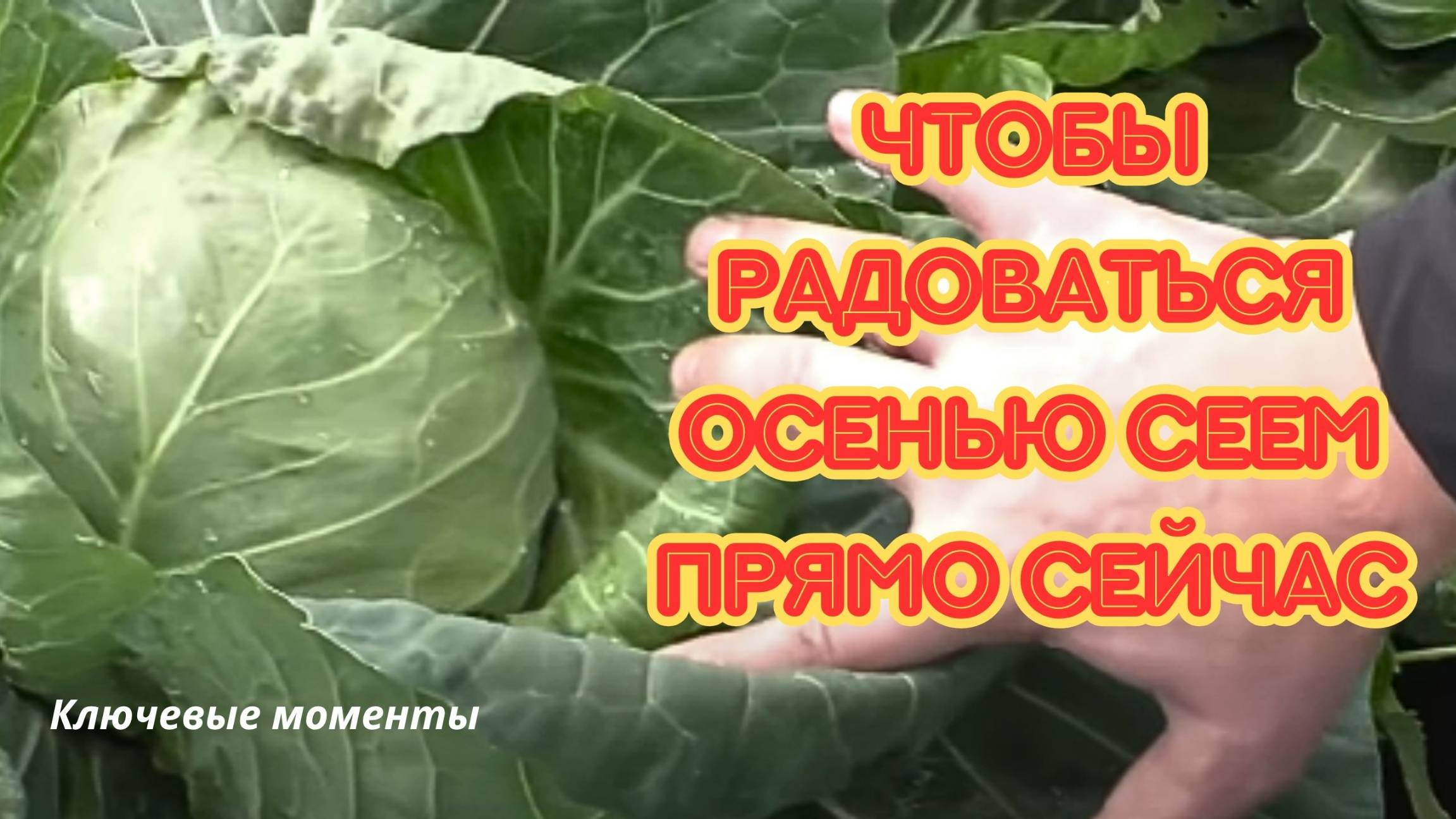 Сажаем капусту в июле-августе и очень довольны! Ключевые моменты. смотреть онлайн