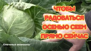 Сажаем капусту в июле-августе и очень довольны!  Ключевые моменты.