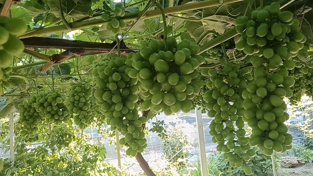 Виноград Шайн мускат(Япония) на 16.07.25г. Виноградник Король В. Н. г.Краснодар Slava.King2007@mail смотреть онлайн