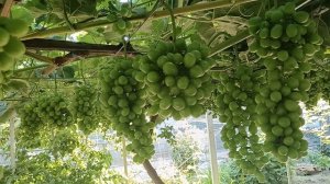 Виноград  Шайн мускат(Япония) на 16.07.25г. Виноградник Король В. Н. г.Краснодар Slava.King2007@mail