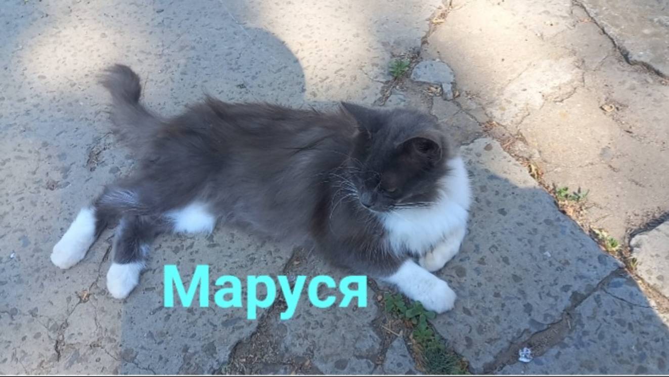 Маруся. 🐈 смотреть онлайн