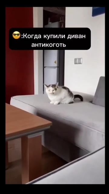 #кот #чтоза #недоумение #жиза #юмор #смех #прикол #антикот смотреть онлайн