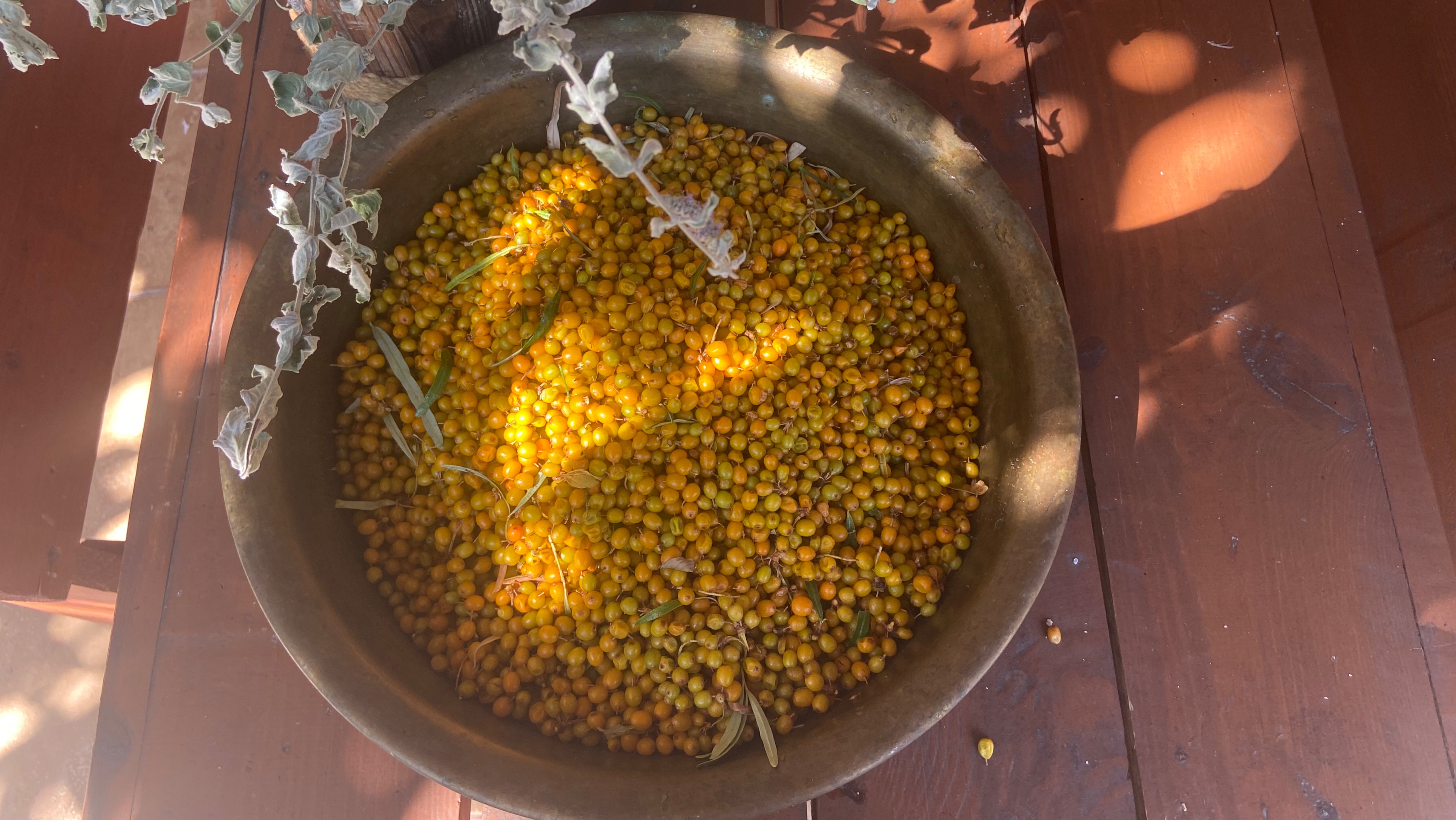 ОБЛЕПИХА ЛЕСНАЯ летный сбор. #Облепиха #Походвлес #природа