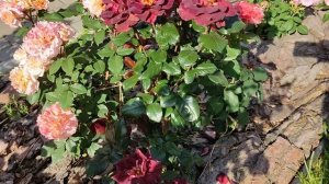 Цветение роз. Эдди Митчел.