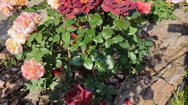 Цветение роз. Эдди Митчел.