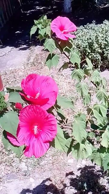 Красиво цветёт! смотреть онлайн