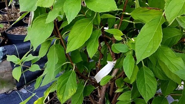 Гортензія Саммер Сноу. #SummerSnow смотреть онлайн