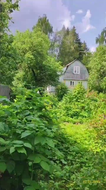 Московская область, Клинский район, Деревня Мисирево, СНТ «Зелёная горка» 12.07.2025