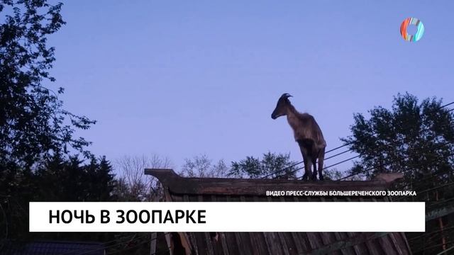 Ночь в зоопарке смотреть онлайн