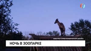 Ночь в зоопарке