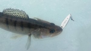 Видеообзор блесны Эко-Про Killka