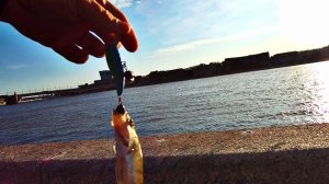 РЫБАЛКА НА ОТВОДНОЙ ПОВОДОК | ТЕСТИРУЮ НОВЫЕ ПРИМАНКИ КАЙТЫ ОТ ZOMBER RELIGA KITE