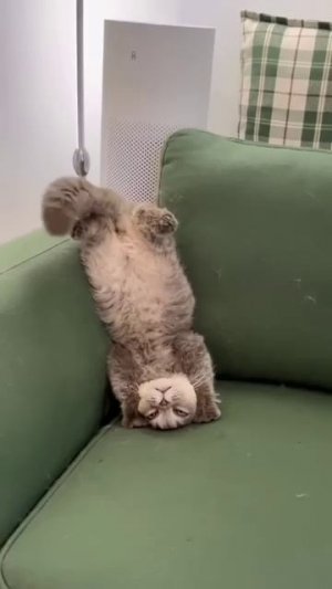 Котэ кайфует