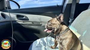 🟠Забрал кабана и поехал в Армавир к Маргарите в больницу