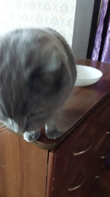 ПРИШЁЛ ПОКОРМИТЬ МАМИНУ КОШКУ / VLOG / 17. 07. 2025 смотреть онлайн