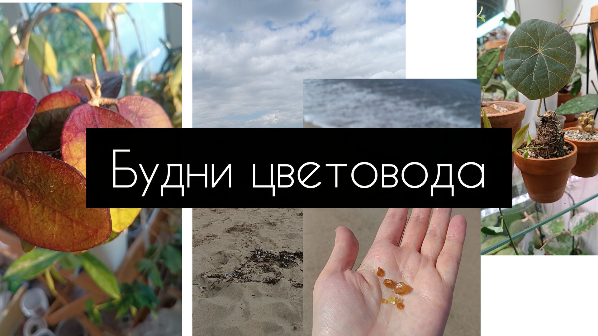 будни цветовода смотреть онлайн