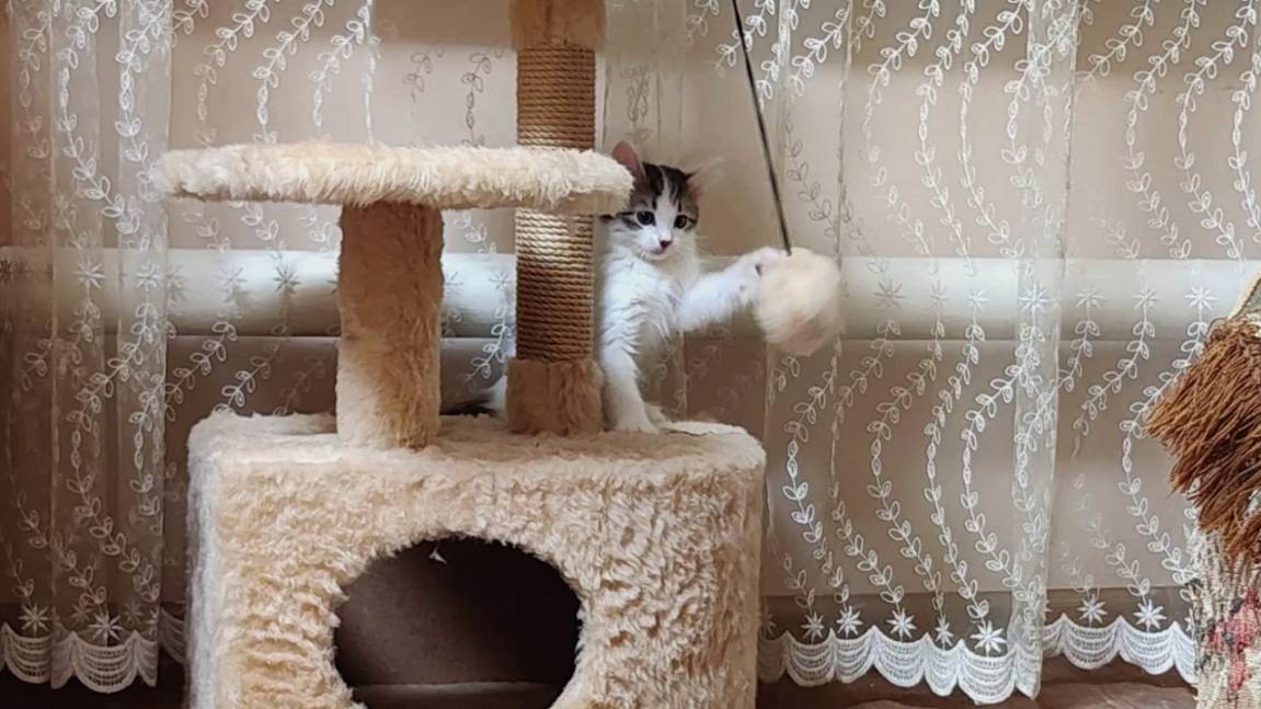 Котята играют в кошачьем домике. смотреть онлайн