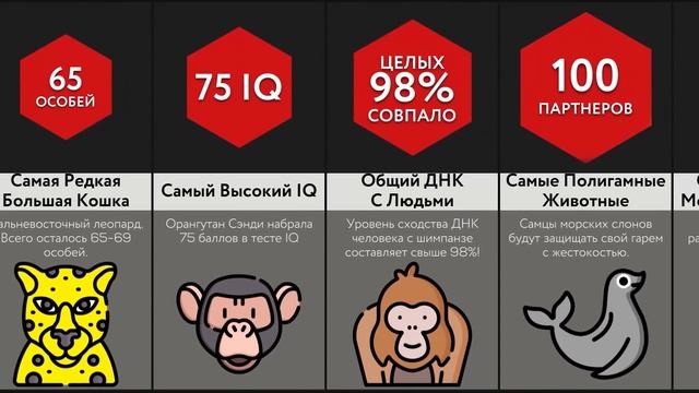 Мировые Рекорды Животных смотреть онлайн