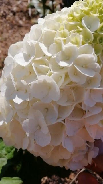 гортензия Мон Бланк смотреть онлайн