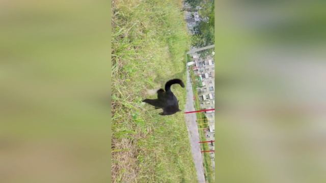 "Мягкие и пушистые снаружи, внутри они имеют несгибаемую силу воли и железобетонный характер.." смотреть онлайн