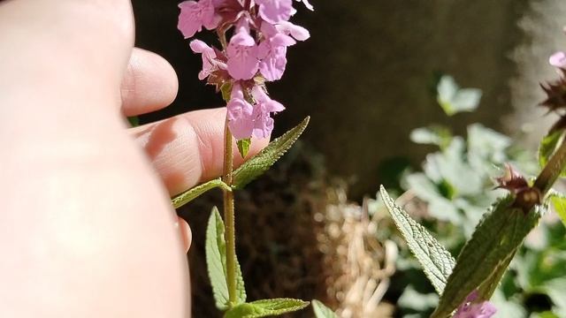 Что же это я принесла с обочины в свой сад? смотреть онлайн