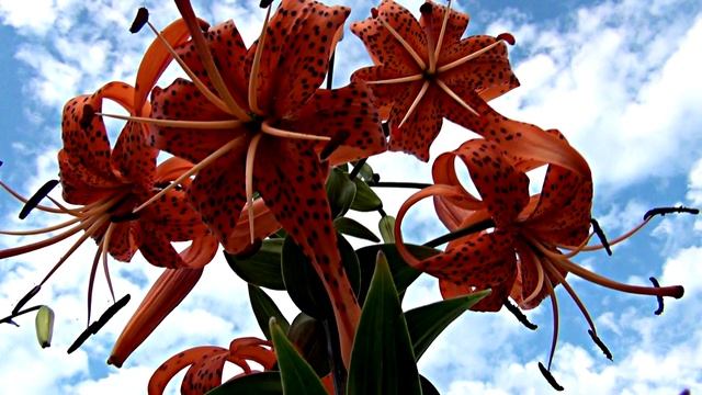 Владимир Ларионов - "Лилии". смотреть онлайн