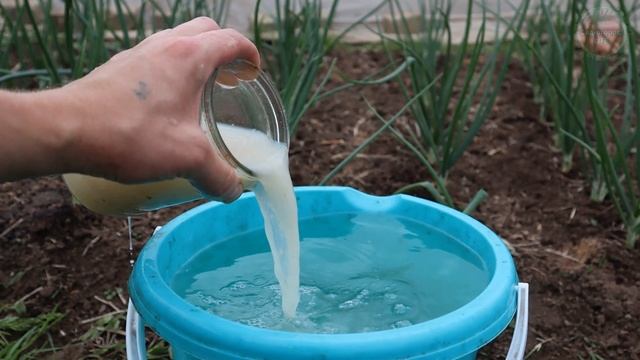 Чтобы лук рос крупным подкормите его в июне этой подкормкой. смотреть онлайн