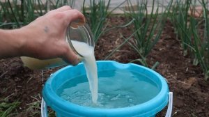 Чтобы лук рос крупным подкормите его в июне этой подкормкой.