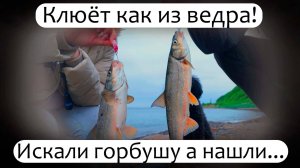 Море кишит рыбой! Искали горбушу, а нашли... #Рыбалка #Сахалин #Сима #Горбуша #Путешествия #fishing