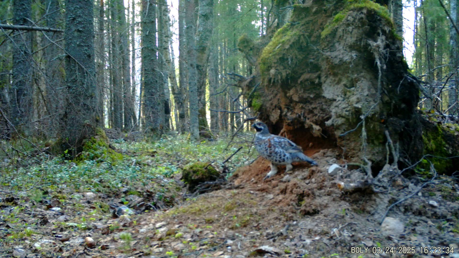 Фотоловушка у выворотня. смотреть онлайн