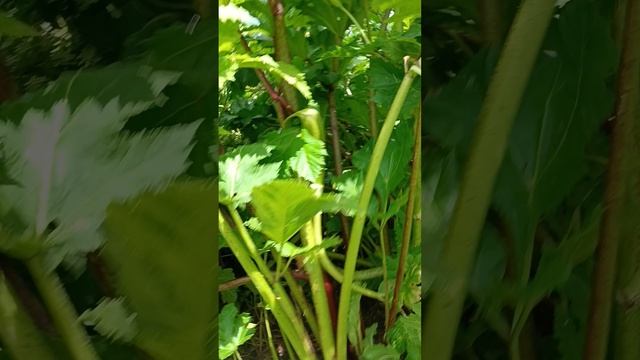 Покос борщевика