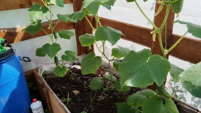 Томаты в теплице дружно начали краснеть. Требуется усиленная подвязка. Пересадка комнатных цветов. смотреть онлайн