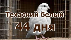 Техасский белый перепел,  отбираем на племя: отбраковка и взвешивание 44 дня.Таблица привесов