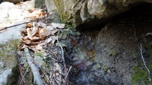 Родник Нижний в ур. Борзбака