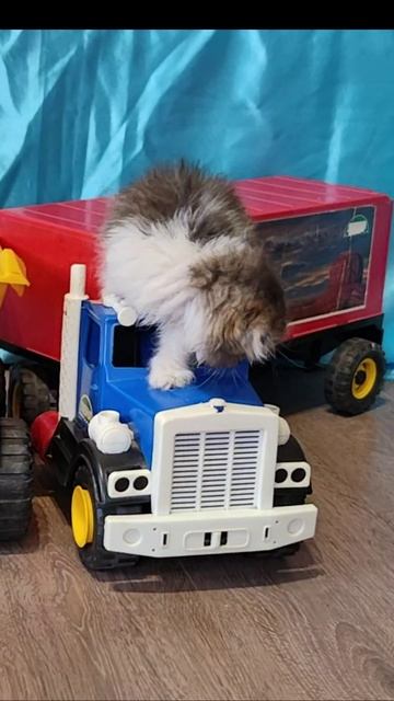 Котенок и синий грузовик. смотреть онлайн