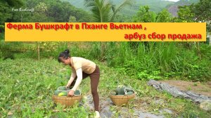 Ферма Бушкрафт в Пханге Вьетнам , арбуз сбор продажа
