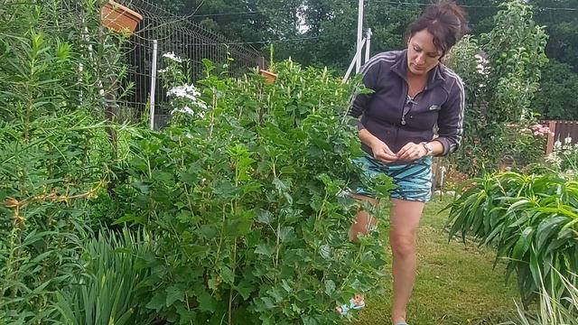 Мини дачный блог.🌸🤗🍀 смотреть онлайн