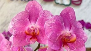 Орхидеи🌺 Новинки 😍