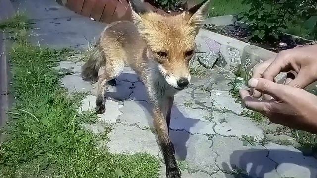 (1068) Лиса приходит в гости. Июль 2025 смотреть онлайн