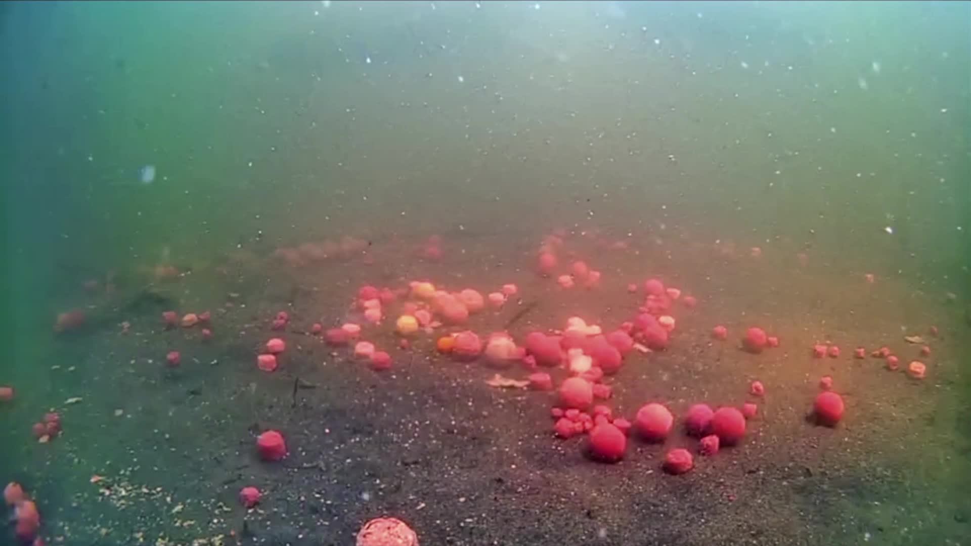 carp смотреть онлайн