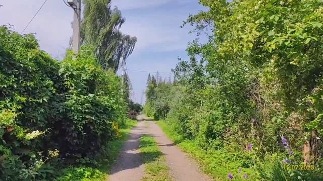 Московская область, Клинский район, Деревня Мисирево, СНТ «Восход» 12.07.2025