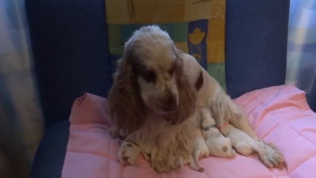 Наши любимые животные  Часть 2