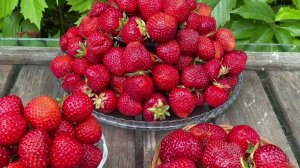 Выращиваю саженцы клубники из своих семян