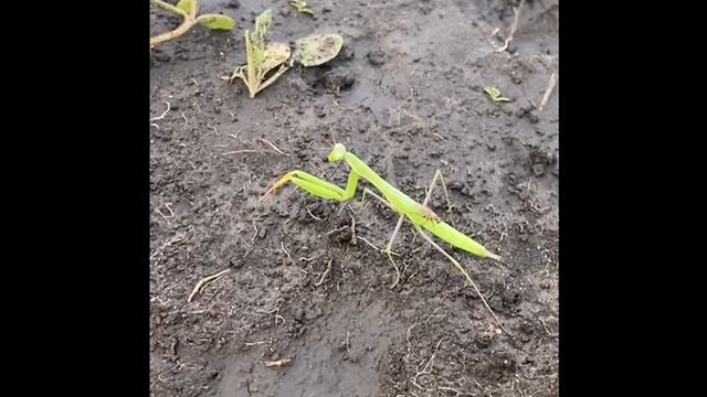 Богомол 🪲 смотреть онлайн