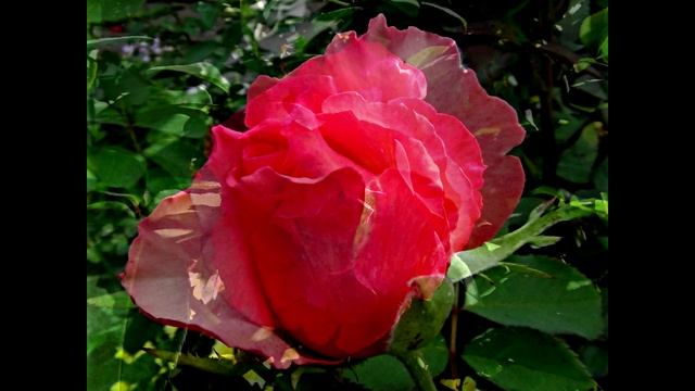 Владимир Ларионов -"Наши розы" смотреть онлайн