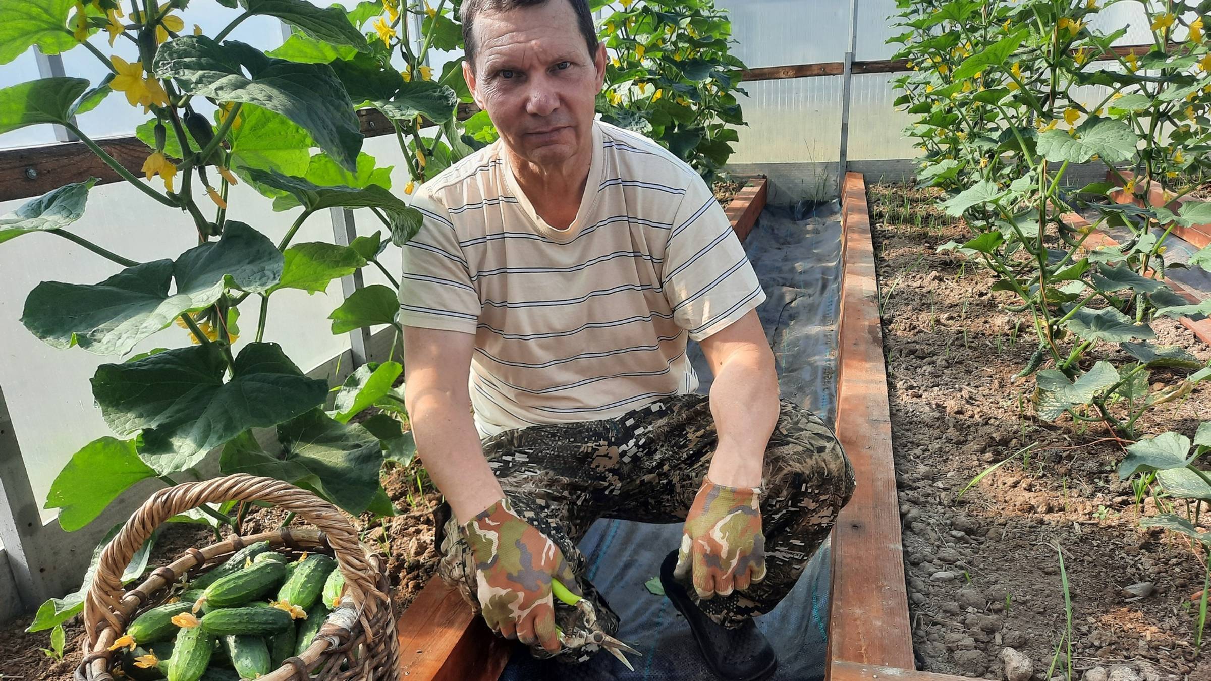 Проверенный способ выращивания огурцов в теплице смотреть онлайн