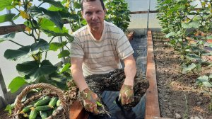 Проверенный способ выращивания огурцов в теплице