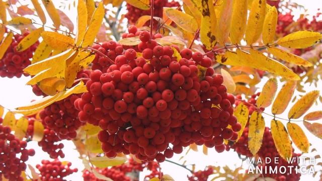 Осенний Привет. Красивая музыкальная Видео Открытка для друзей.